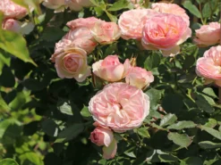 Beetrose 'Pastella' ® -Deutschland Garten Funk Verkaufs-Shop beetrose pastella m005614 w 4