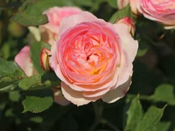 Beetrose 'Pastella' ® -Deutschland Garten Funk Verkaufs-Shop beetrose pastella m005614 w 5