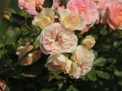 Beetrose 'Pastella' ® -Deutschland Garten Funk Verkaufs-Shop beetrose pastella m005614 w 7