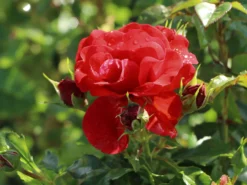 Beetrose 'Pepino' ® -Deutschland Garten Funk Verkaufs-Shop beetrose pepino m005734 w 1