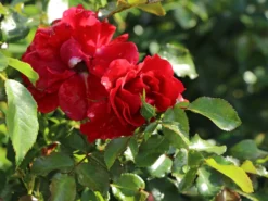 Beetrose 'Pepino' ® -Deutschland Garten Funk Verkaufs-Shop beetrose pepino m005734 w 2