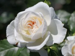 Beetrose 'Petticoat' ®