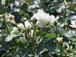 Beetrose 'Petticoat' ® -Deutschland Garten Funk Verkaufs-Shop beetrose petticoat m005880 w 0