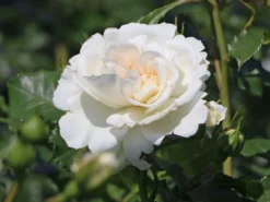 Beetrose 'Petticoat' ® -Deutschland Garten Funk Verkaufs-Shop beetrose petticoat m005880 w 1