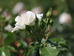 Beetrose 'Petticoat' ® -Deutschland Garten Funk Verkaufs-Shop beetrose petticoat m005880 w 2