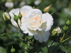 Beetrose 'Petticoat' ® -Deutschland Garten Funk Verkaufs-Shop beetrose petticoat m005880 w 3