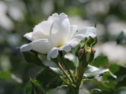 Beetrose 'Petticoat' ® -Deutschland Garten Funk Verkaufs-Shop beetrose petticoat m005880 w 4