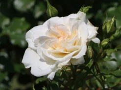 Beetrose 'Petticoat' ® -Deutschland Garten Funk Verkaufs-Shop beetrose petticoat m005880 w 6