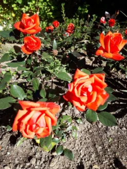 Beetrose 'Piccolo' ® 27 Beetrose 'Piccolo' ® -Deutschland Garten Funk Verkaufs-Shop beetrose piccolo m005740 193676 0