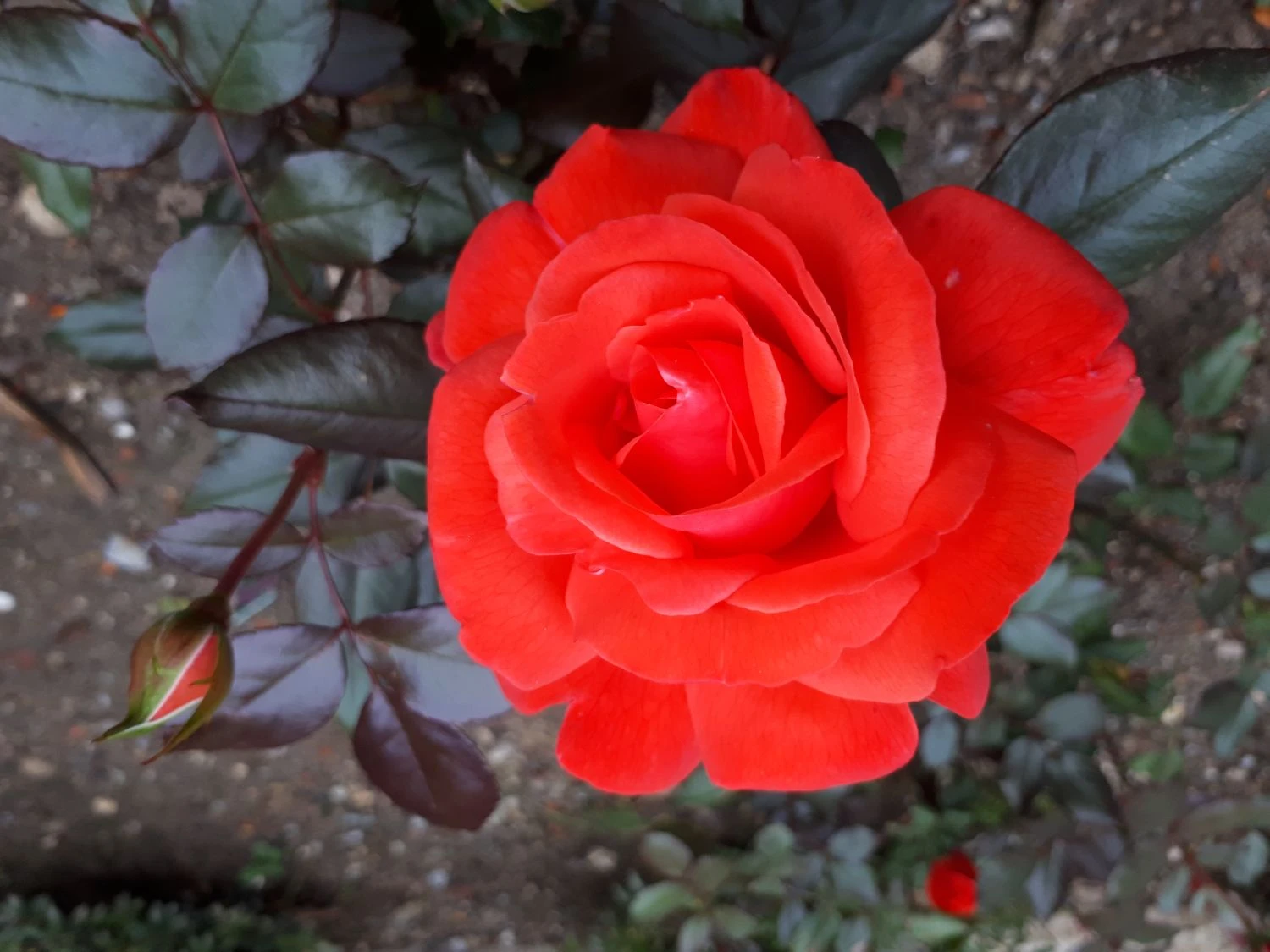 Beetrose 'Piccolo' ® 13 Beetrose 'Piccolo' ® – Bild 13