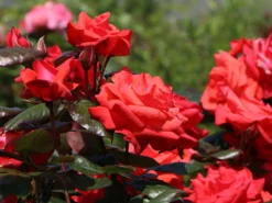 Beetrose 'Piccolo' ®