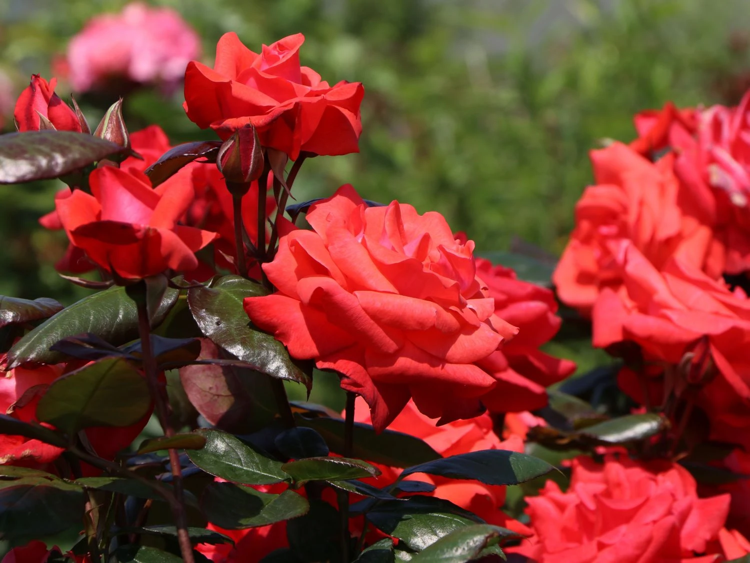 Beetrose 'Piccolo' ® 1 Beetrose 'Piccolo' ®