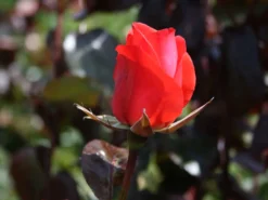 Beetrose 'Piccolo' ® 16 Beetrose 'Piccolo' ® -Deutschland Garten Funk Verkaufs-Shop beetrose piccolo m005740 w 0