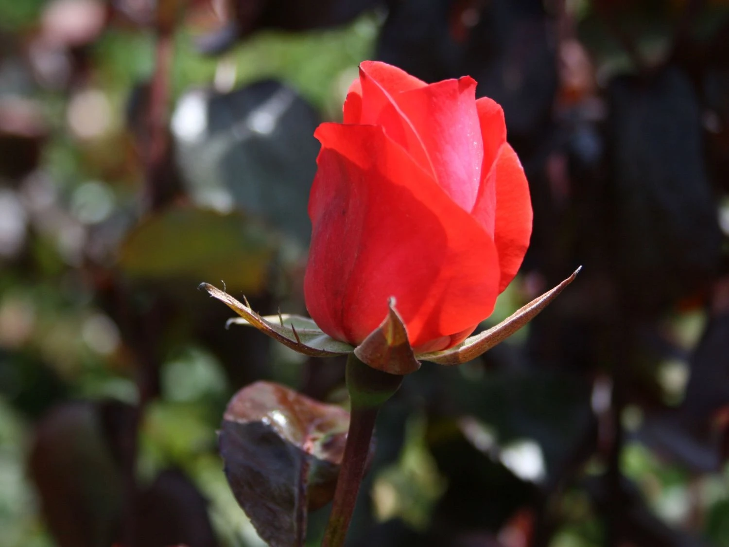 Beetrose 'Piccolo' ® 3 Beetrose 'Piccolo' ® – Bild 3