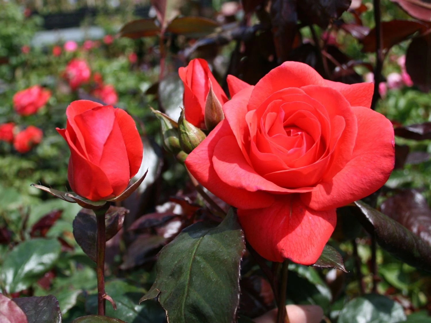 Beetrose 'Piccolo' ® 5 Beetrose 'Piccolo' ® – Bild 5