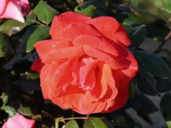 Beetrose 'Piccolo' ® 24 Beetrose 'Piccolo' ® -Deutschland Garten Funk Verkaufs-Shop beetrose piccolo m005740 w 10