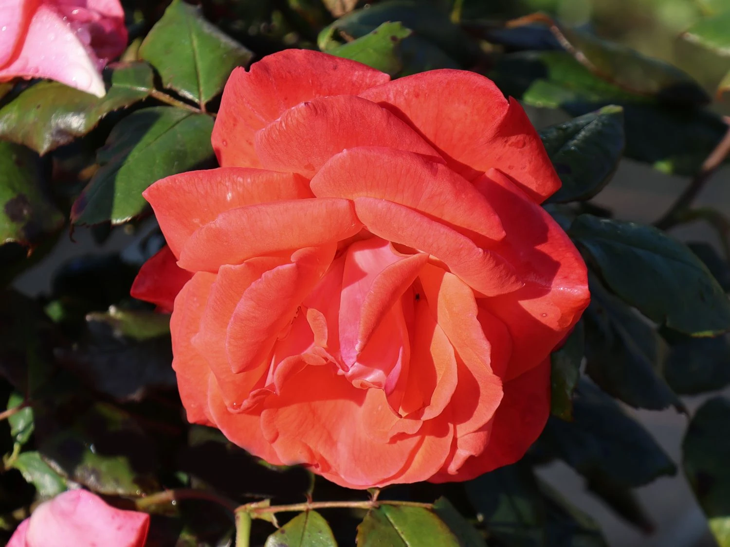 Beetrose 'Piccolo' ® 11 Beetrose 'Piccolo' ® – Bild 11