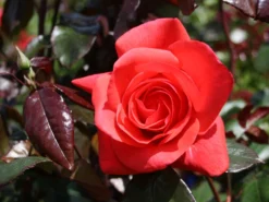 Beetrose 'Piccolo' ® 19 Beetrose 'Piccolo' ® -Deutschland Garten Funk Verkaufs-Shop beetrose piccolo m005740 w 2