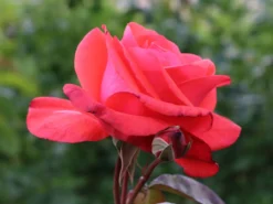 Beetrose 'Piccolo' ® 22 Beetrose 'Piccolo' ® -Deutschland Garten Funk Verkaufs-Shop beetrose piccolo m005740 w 3