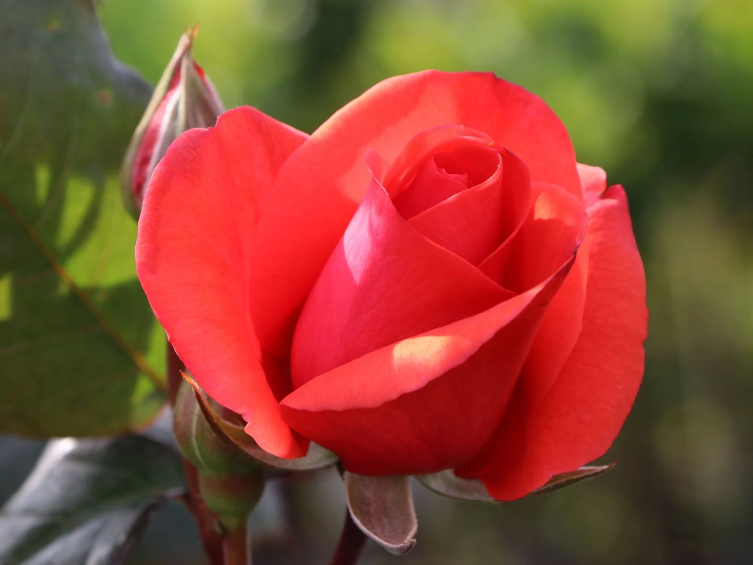 Beetrose 'Piccolo' ® 8 Beetrose 'Piccolo' ® – Bild 8