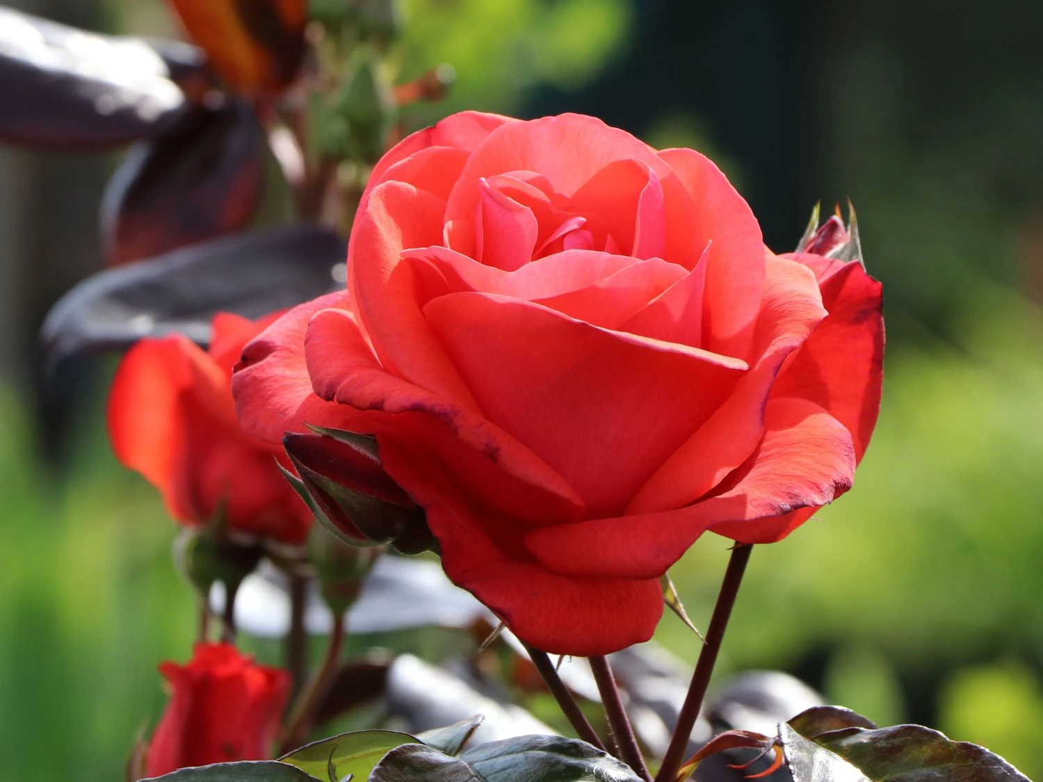 Beetrose 'Piccolo' ® 10 Beetrose 'Piccolo' ® – Bild 10