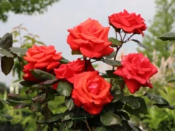 Beetrose 'Piccolo' ® 20 Beetrose 'Piccolo' ® -Deutschland Garten Funk Verkaufs-Shop beetrose piccolo m005740 w 6