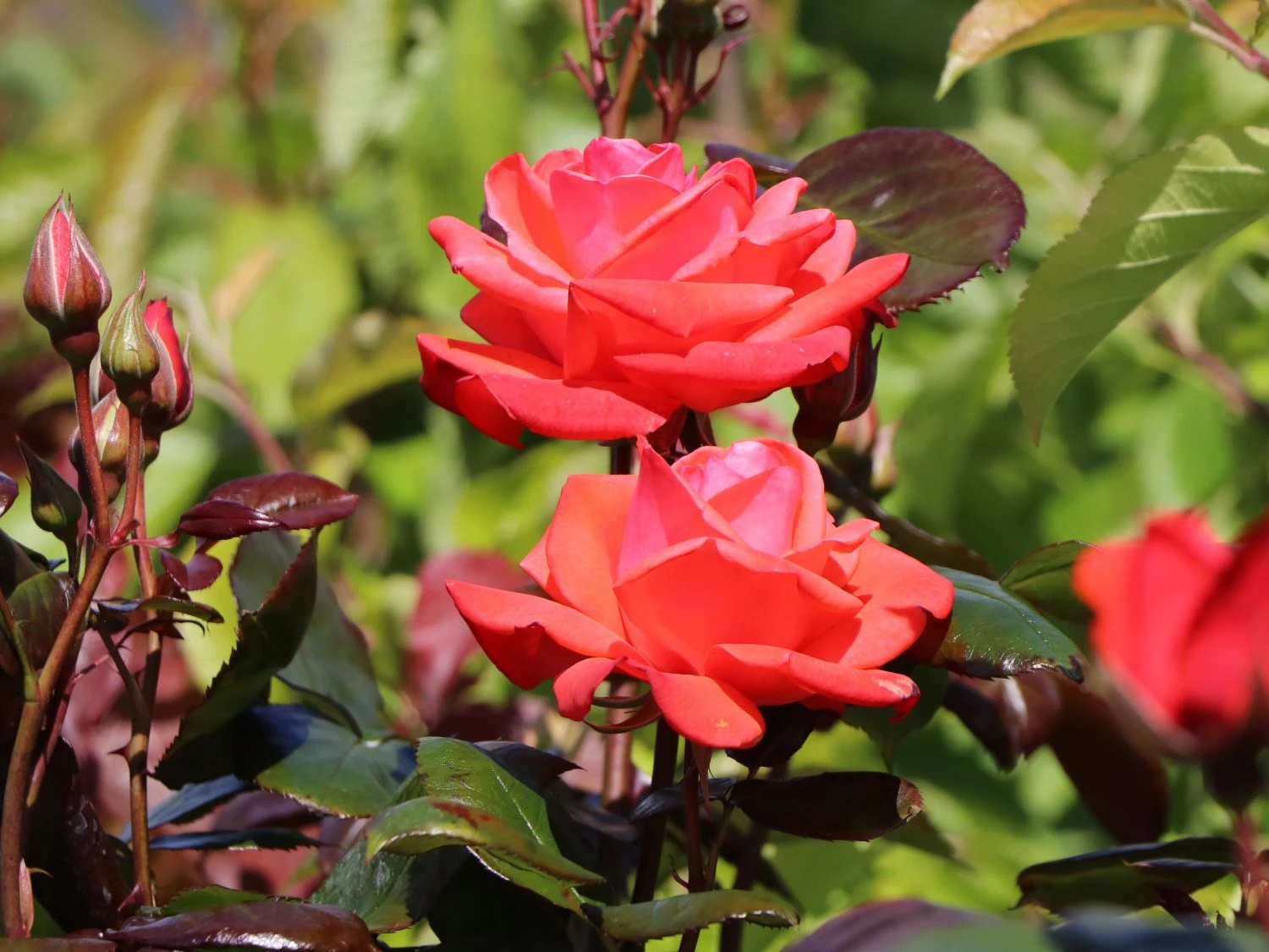 Beetrose 'Piccolo' ® 2 Beetrose 'Piccolo' ® – Bild 2