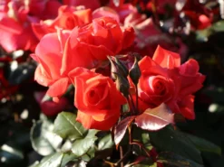 Beetrose 'Piccolo' ® 25 Beetrose 'Piccolo' ® -Deutschland Garten Funk Verkaufs-Shop beetrose piccolo m005740 w 8