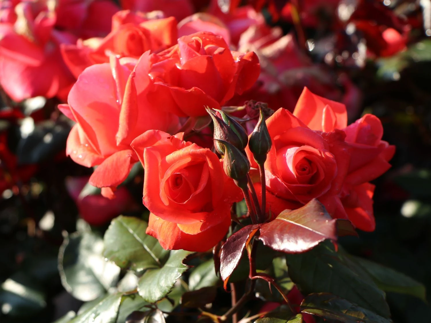 Beetrose 'Piccolo' ® 12 Beetrose 'Piccolo' ® – Bild 12