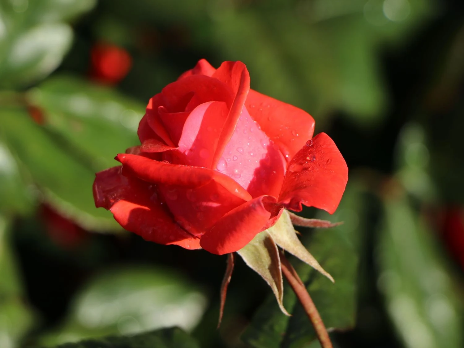 Beetrose 'Piccolo' ® 4 Beetrose 'Piccolo' ® – Bild 4