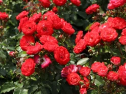 Beetrose 'Planten Un Blomen' -Deutschland Garten Funk Verkaufs-Shop beetrose planten un blomen m048664 w 0