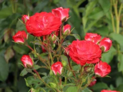 Beetrose 'Planten Un Blomen' -Deutschland Garten Funk Verkaufs-Shop beetrose planten un blomen m048664 w 2