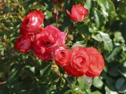 Beetrose 'Planten Un Blomen' -Deutschland Garten Funk Verkaufs-Shop beetrose planten un blomen m048664 w 4