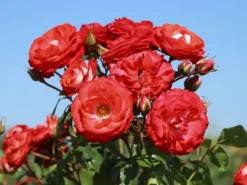 Beetrose 'Planten Un Blomen' -Deutschland Garten Funk Verkaufs-Shop beetrose planten un blomen m048664 w 5