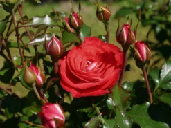 Beetrose 'Planten Un Blomen' -Deutschland Garten Funk Verkaufs-Shop beetrose planten un blomen m048664 w 7