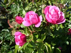 Beetrose 'Playrose' ® -Deutschland Garten Funk Verkaufs-Shop beetrose play rose m002684 w 0