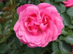 Beetrose 'Playrose' ® -Deutschland Garten Funk Verkaufs-Shop beetrose playrose m002684 w 0