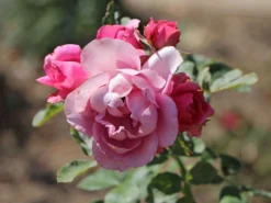 Beetrose 'Playrose' ® -Deutschland Garten Funk Verkaufs-Shop beetrose playrose m002684 w 3