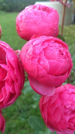 Beetrose 'Pomponella' ® -Deutschland Garten Funk Verkaufs-Shop beetrose pomponella m009316 149368 0