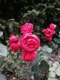 Beetrose 'Pomponella' ® -Deutschland Garten Funk Verkaufs-Shop beetrose pomponella m009316 573666 0