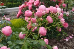 Beetrose 'Pomponella' ® -Deutschland Garten Funk Verkaufs-Shop beetrose pomponella m009316 679254 1