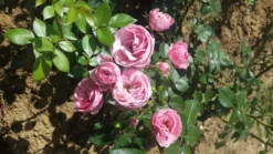 Beetrose 'Pomponella' ® -Deutschland Garten Funk Verkaufs-Shop beetrose pomponella m009316 711902 0