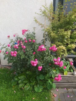 Beetrose 'Pomponella' ® -Deutschland Garten Funk Verkaufs-Shop beetrose pomponella m009316 738470 0