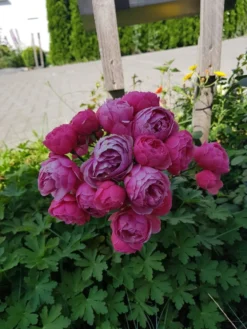 Beetrose 'Pomponella' ® -Deutschland Garten Funk Verkaufs-Shop beetrose pomponella m009316 743907 0