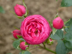 Beetrose 'Pomponella' ® -Deutschland Garten Funk Verkaufs-Shop beetrose pomponella m009316 765787 0