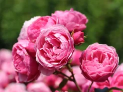 Beetrose 'Pomponella' ®