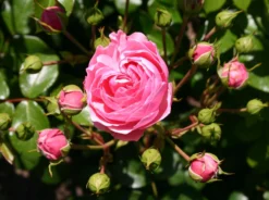 Beetrose 'Pomponella' ® -Deutschland Garten Funk Verkaufs-Shop beetrose pomponella m009316 w 0