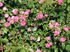 Beetrose 'Pomponella' ® -Deutschland Garten Funk Verkaufs-Shop beetrose pomponella m009316 w 2