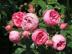 Beetrose 'Pomponella' ® -Deutschland Garten Funk Verkaufs-Shop beetrose pomponella m009316 w 3