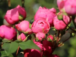 Beetrose 'Pomponella' ® -Deutschland Garten Funk Verkaufs-Shop beetrose pomponella m009316 w 4